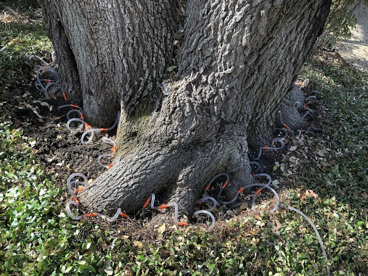 Detailed Tree Cabling and Bracing job site in Belle Chasse